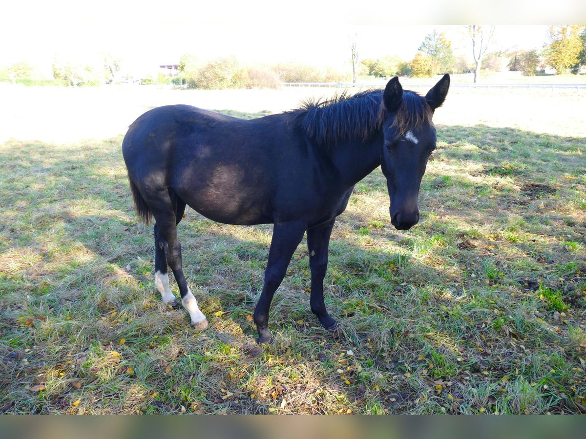 Schweres Warmblut Stute 1 Jahr Rappe in Geisa