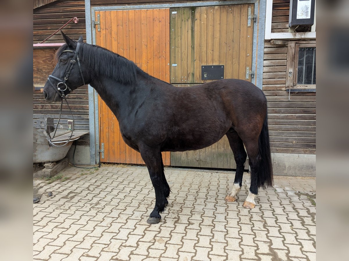 Schweres Warmblut Stute 20 Jahre 162 cm Rappe in Zw&#xF6;nitz