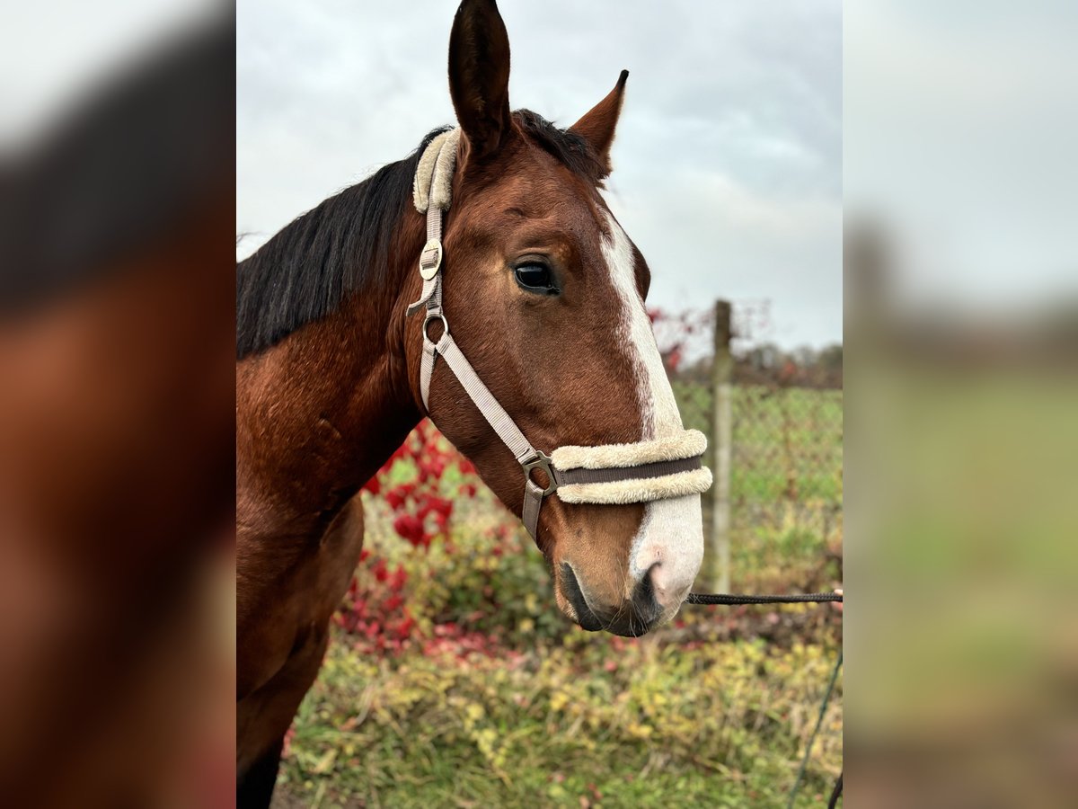 Schweres Warmblut Stute 2 Jahre 170 cm Brauner in Arenzhain