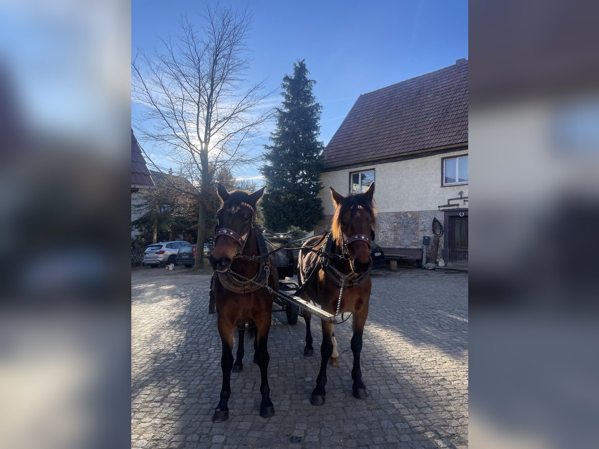 Schweres Warmblut Mix Stute 3 Jahre 160 cm Brauner in Eppendorf