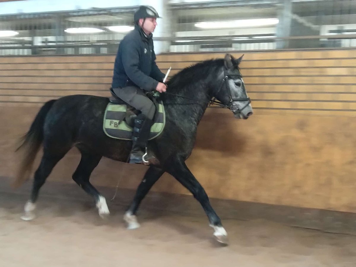 Schweres Warmblut Stute 3 Jahre 160 cm Schimmel in Kamenz