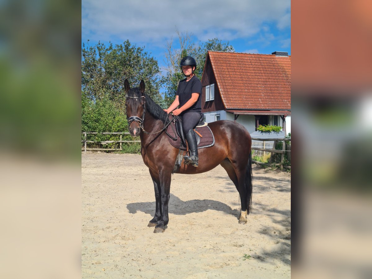 Schweres Warmblut Stute 3 Jahre 165 cm Dunkelbrauner in Sankt Gangloff