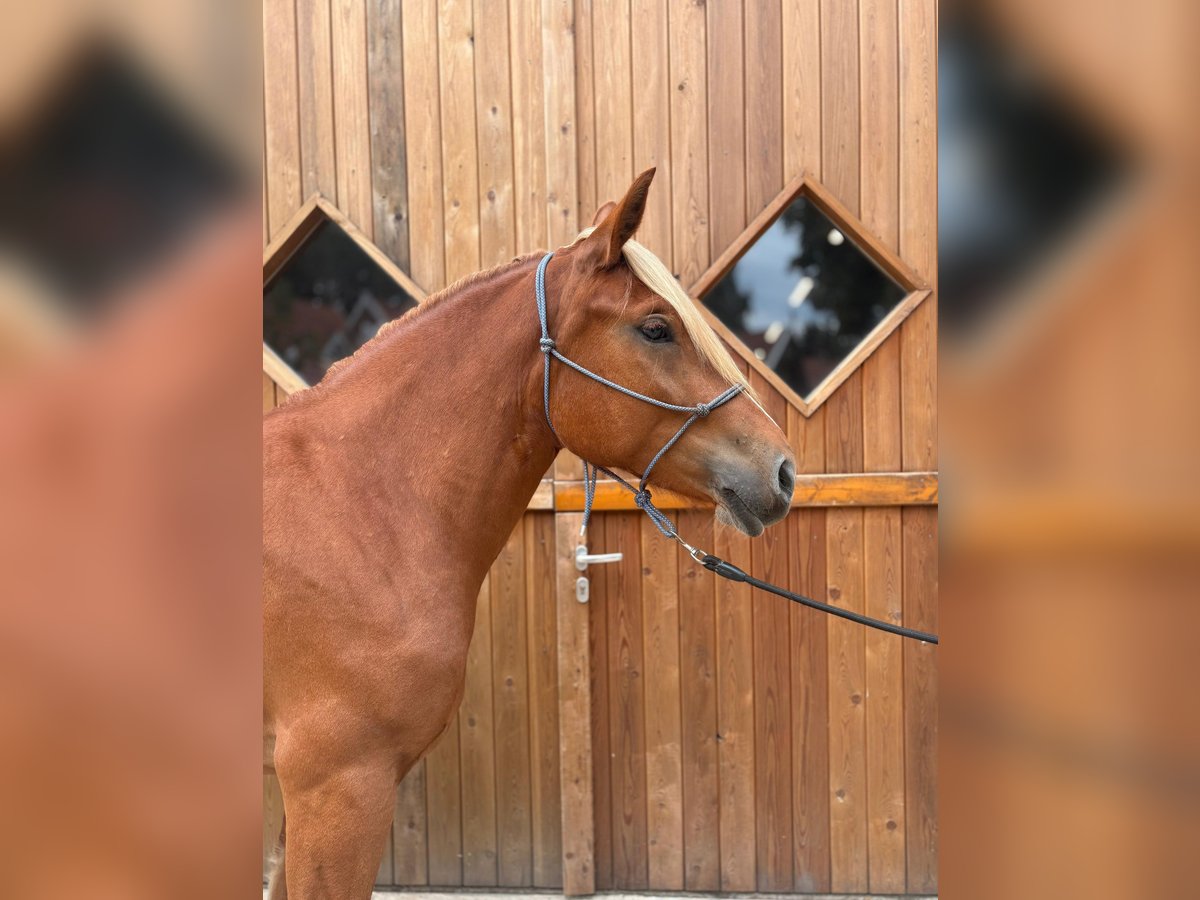 Schweres Warmblut Stute 4 Jahre 158 cm Fuchs in Eggerm&#xFC;hlen OT Bockraden