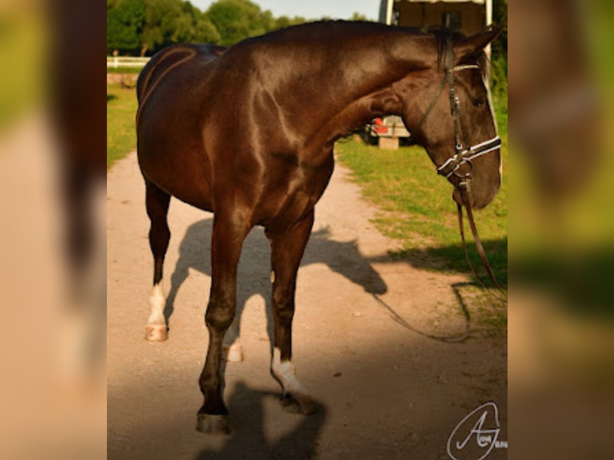 Schweres Warmblut Stute 4 Jahre 161 cm Rappe in Rutha