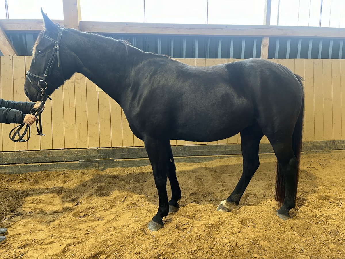 Schweres Warmblut Stute 4 Jahre 164 cm Rappe in Schöneck/Vogtland