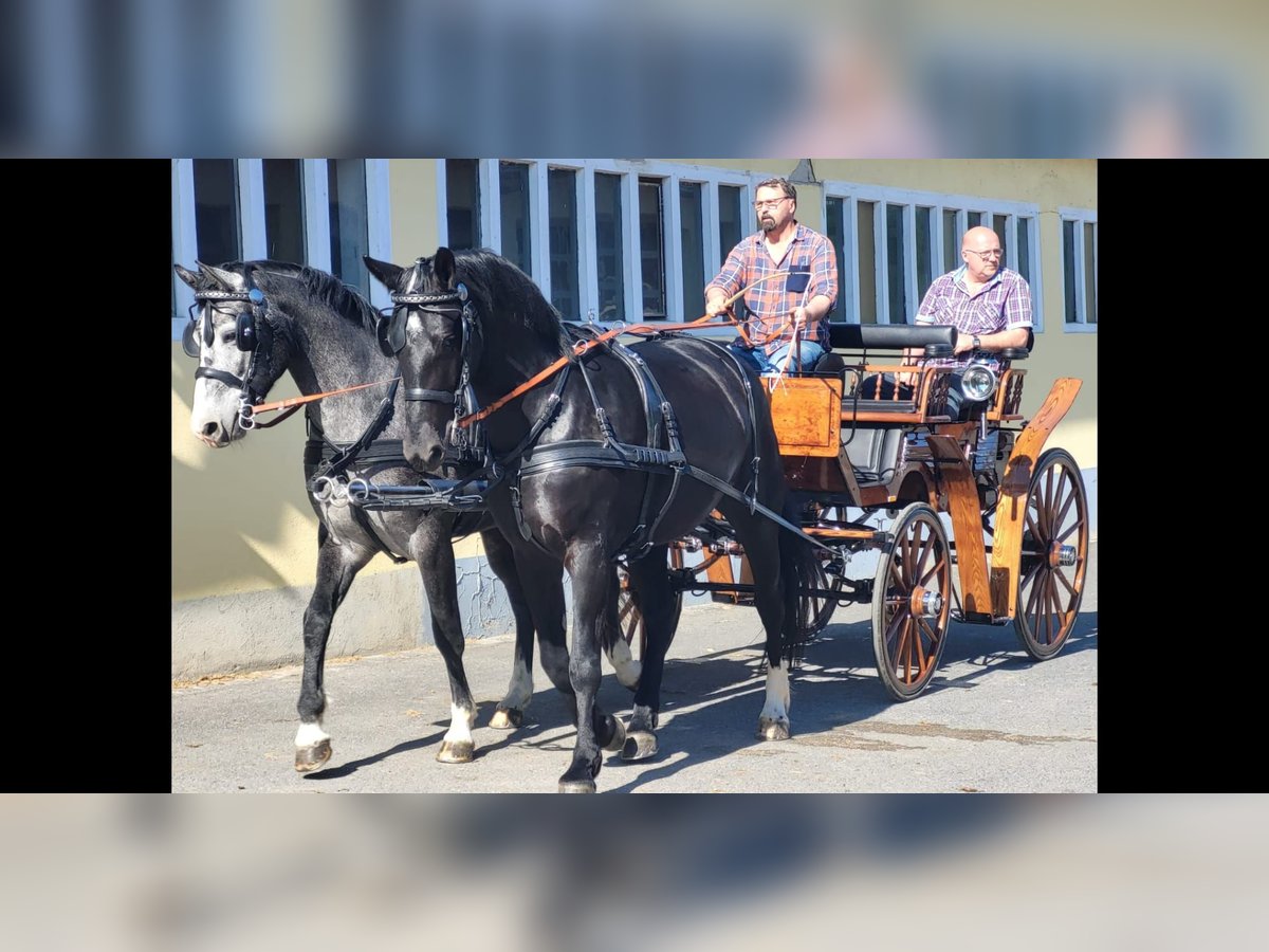 Schweres Warmblut Stute 4 Jahre 164 cm Schimmel in Kamenz