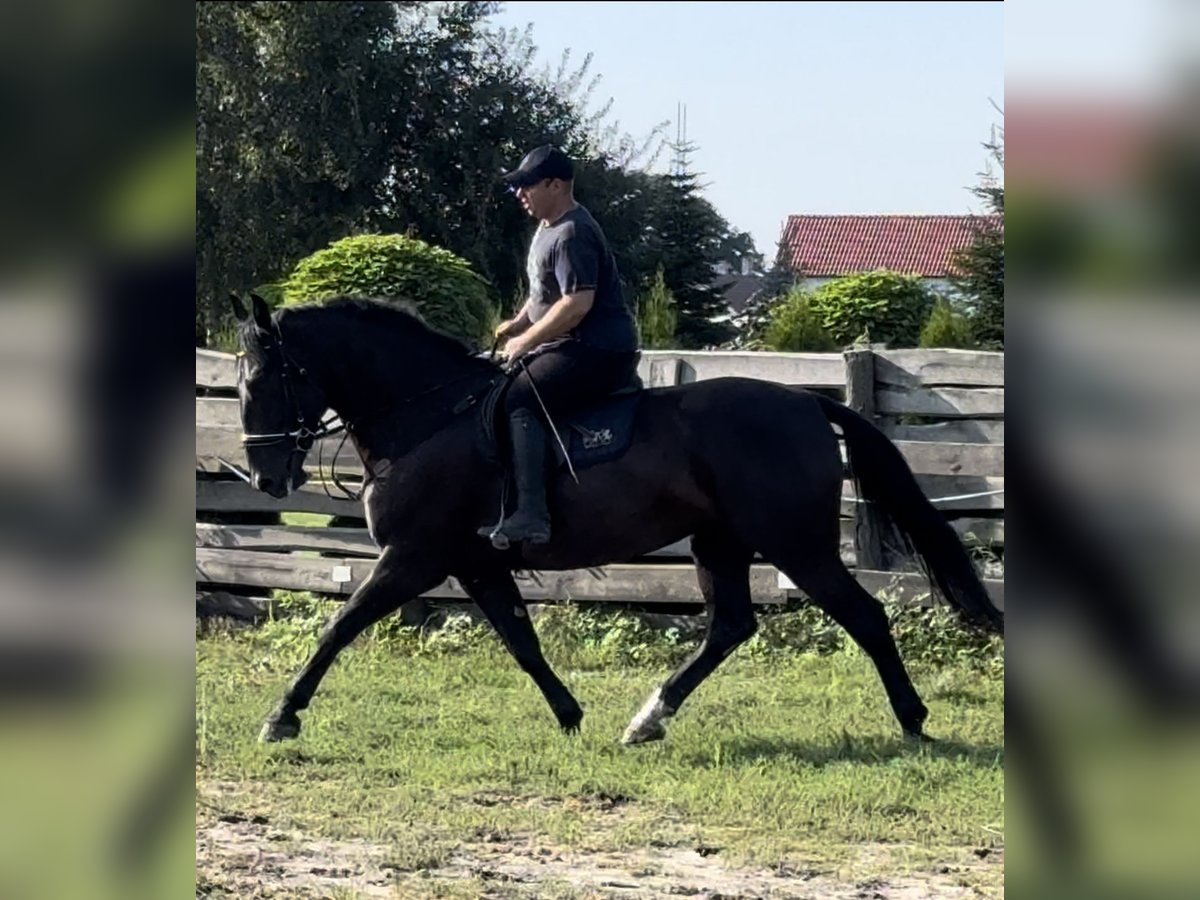 Schweres Warmblut Stute 4 Jahre 165 cm Rappe in Leer (Ostfriesland)Leer