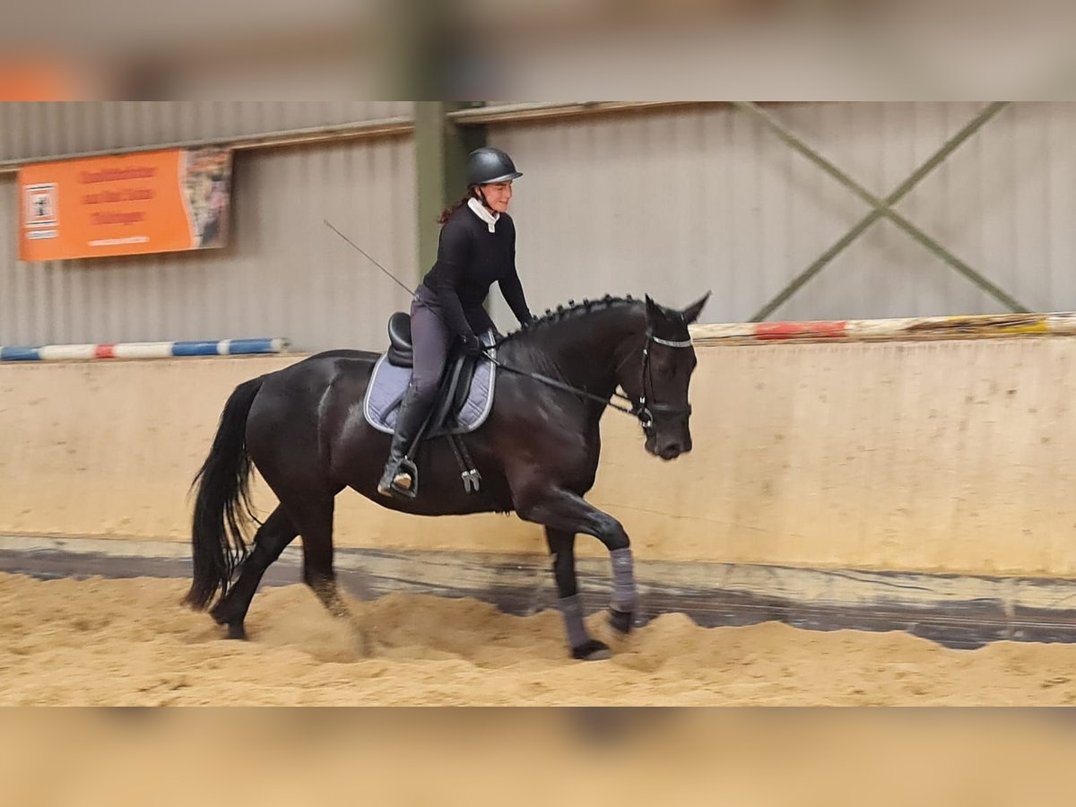 Schweres Warmblut Stute 4 Jahre 165 cm Rappe in Hermsdorf