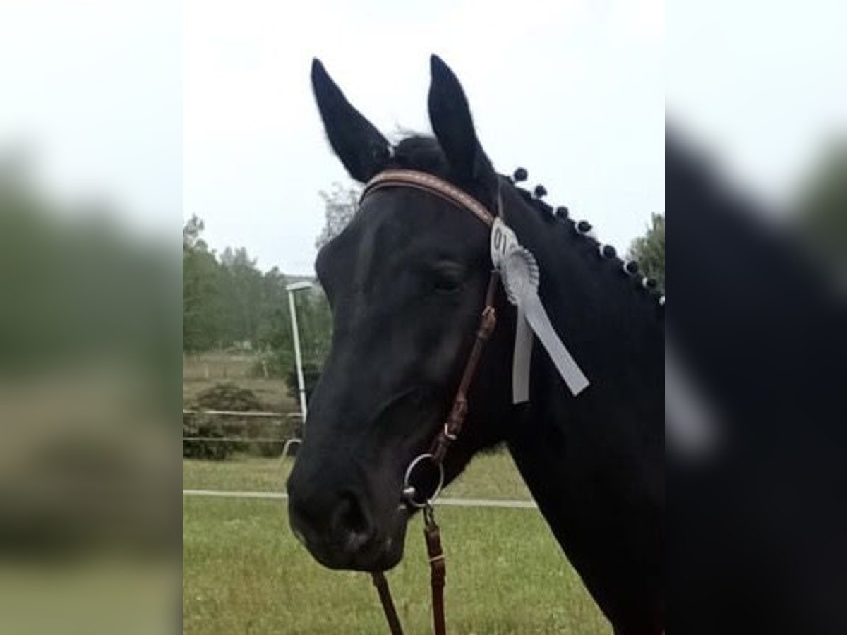 Schweres Warmblut Stute 4 Jahre 171 cm Rappe in Fraureuth