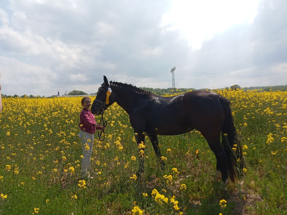 Schweres Warmblut Stute 5 Jahre 163 cm Rappe in Chemnitz, Sachsen
