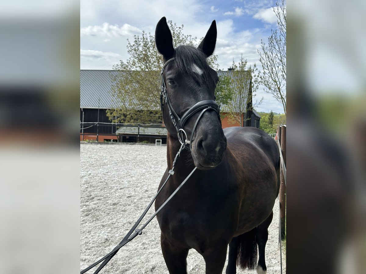 Schweres Warmblut Stute 5 Jahre 164 cm Rappe in Thalheim / Erzgebirge