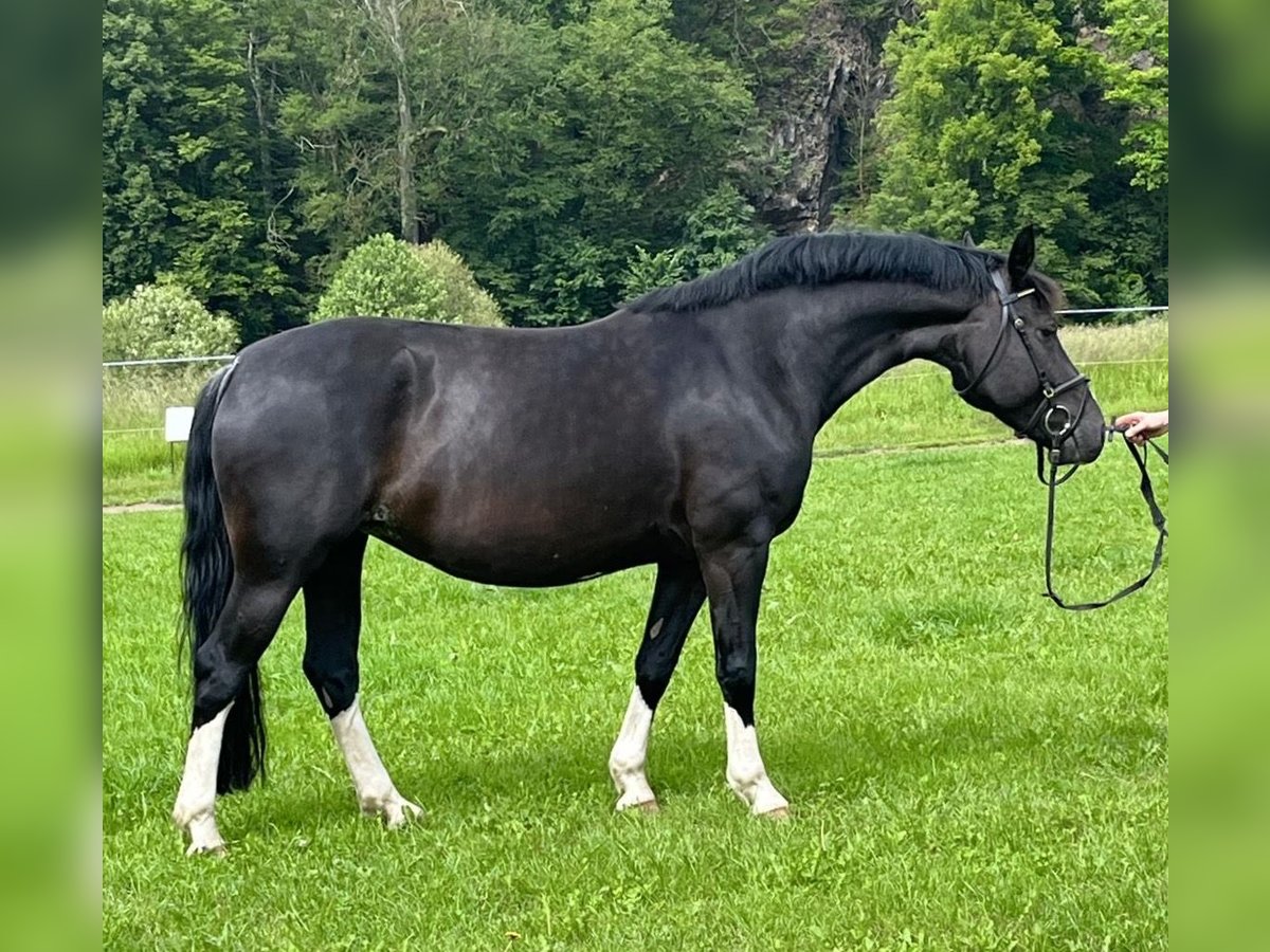 Schweres Warmblut Stute 6 Jahre 161 cm Rappe in Tulln
