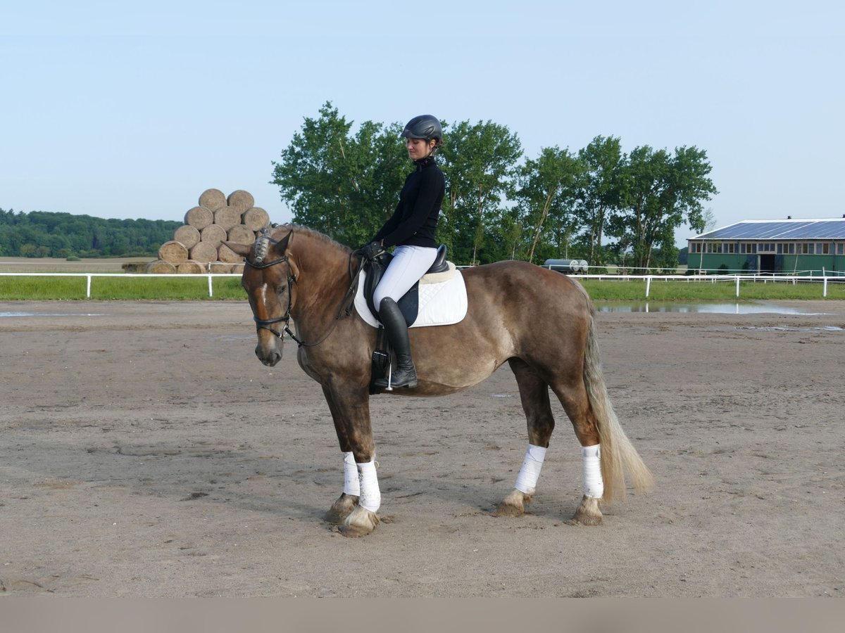 Schweres Warmblut Stute 6 Jahre 163 cm Dunkelfuchs in Ganschow