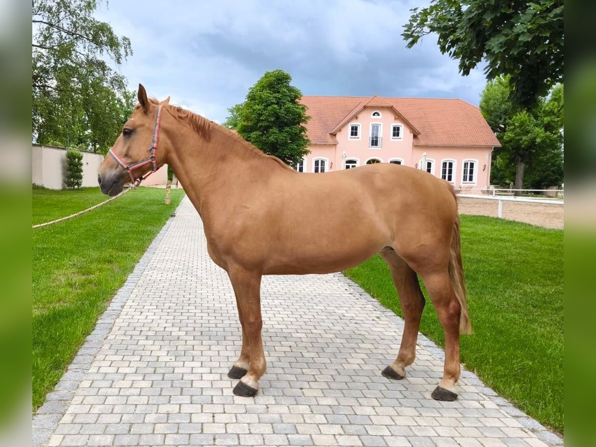 Schweres Warmblut Stute 6 Jahre 165 cm in Pyrbaum