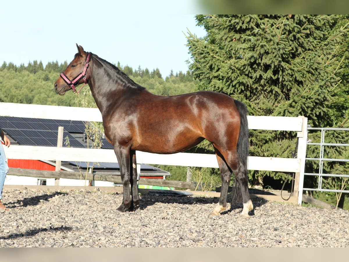 Schweres Warmblut Stute 8 Jahre 157 cm in Marienberg