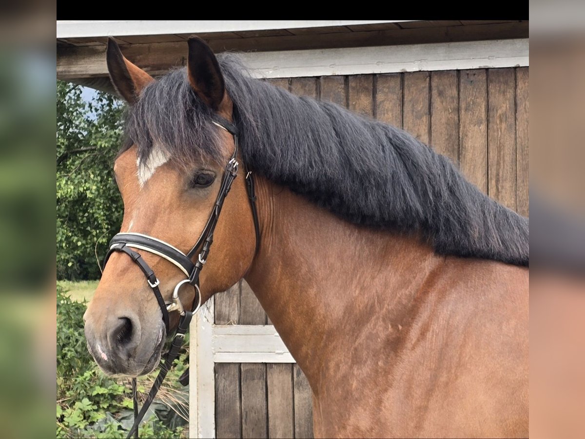 Schweres Warmblut Stute 8 Jahre 158 cm Brauner in M&#xFC;lheim an der Ruhr