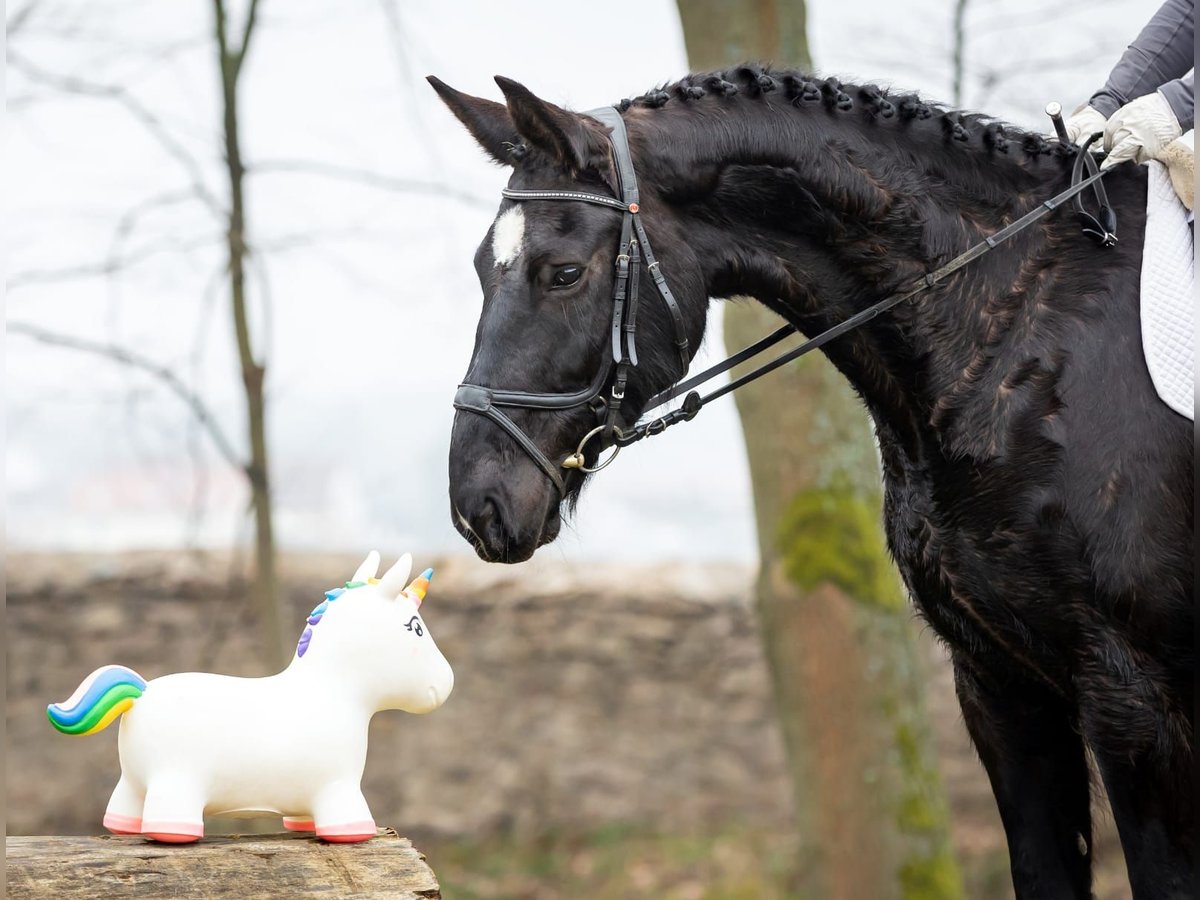 Schweres Warmblut Stute 8 Jahre 162 cm Rappe in Markkleeberg