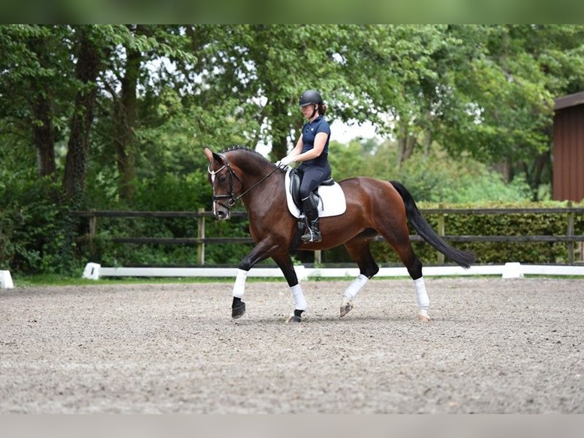 Schweres Warmblut Stute 8 Jahre 167 cm Brauner in Visbek