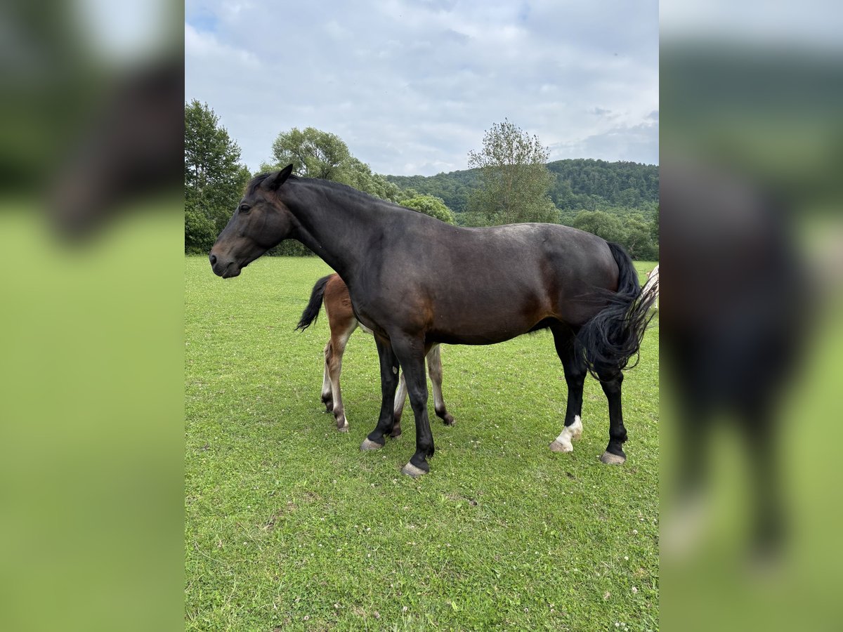 Schweres Warmblut Stute 8 Jahre 167 cm Dunkelbrauner in Vacha Schweres Warmblut Stute 8 Jahre 167 cm Dunkelbrauner in Vacha