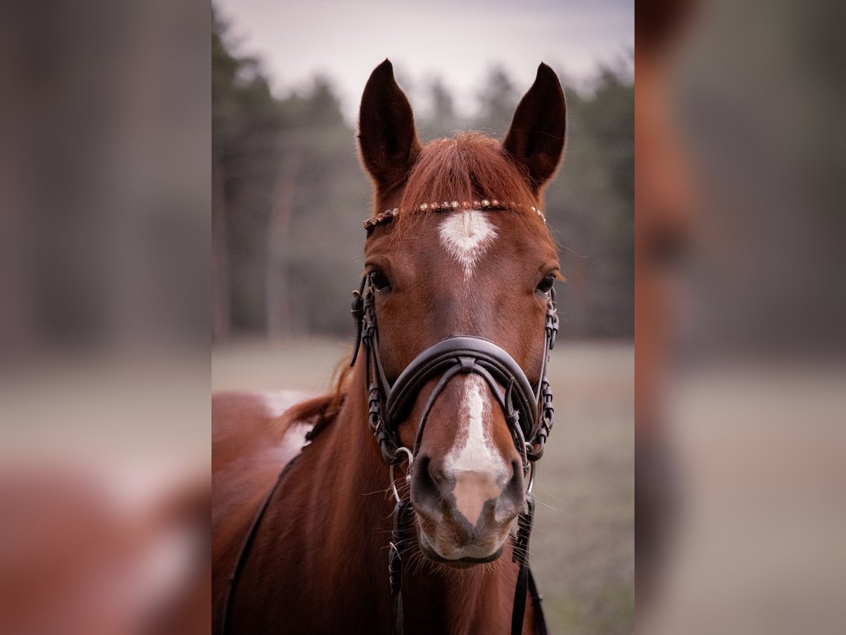 Schweres Warmblut Stute 9 Jahre 155 cm Dunkelfuchs in Baitz