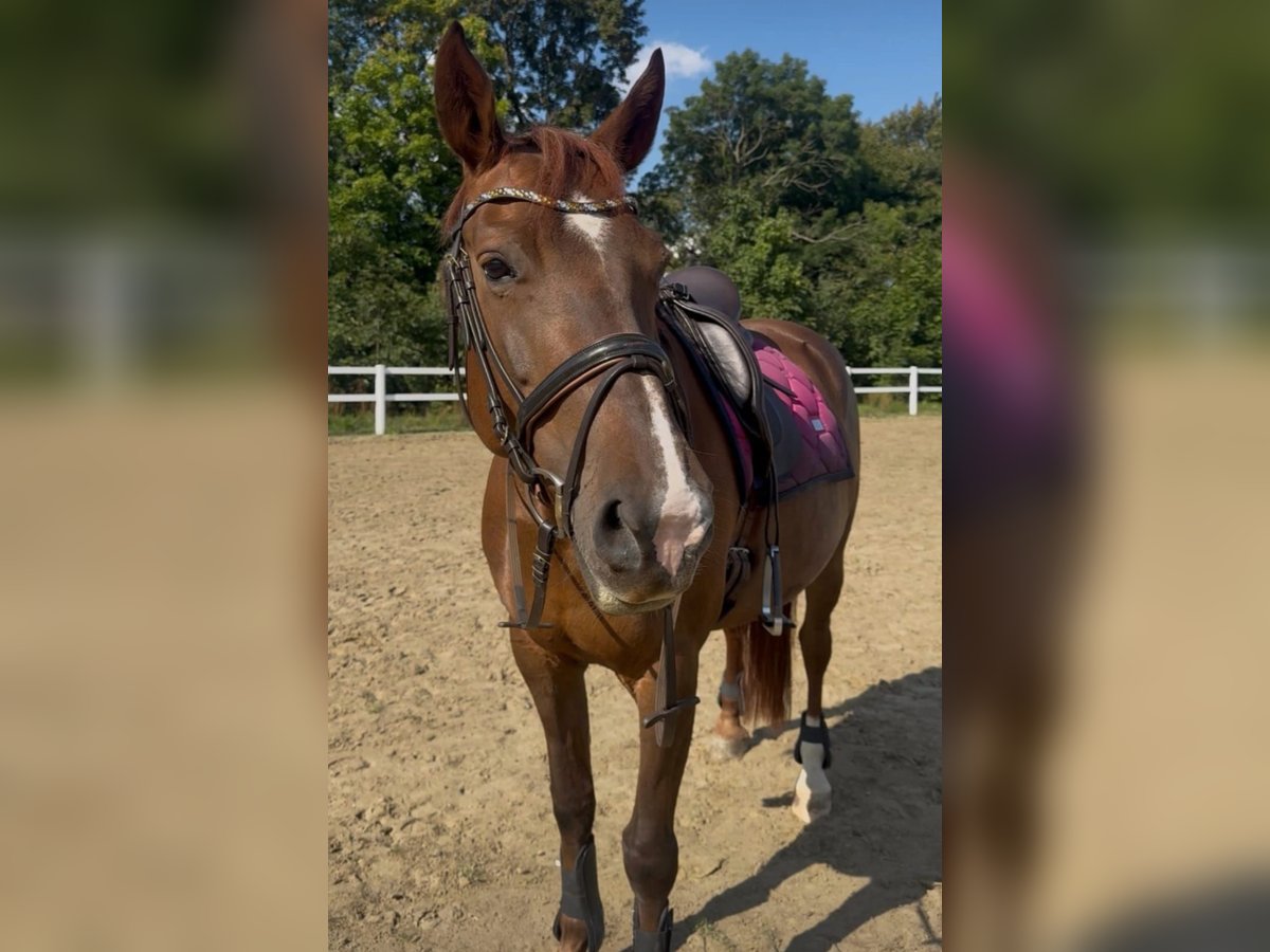 Schweres Warmblut Stute 9 Jahre 155 cm Fuchs in Marienberg
