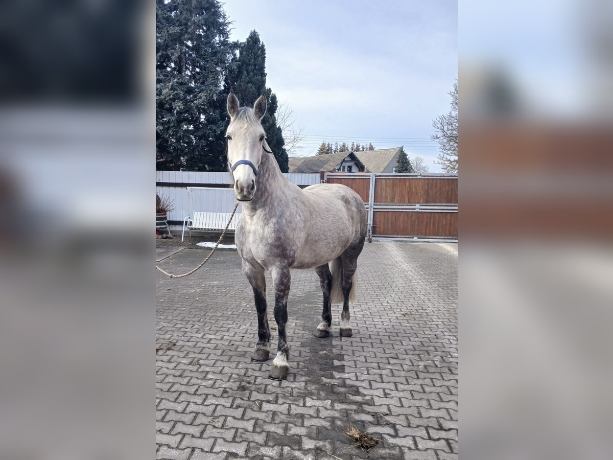 Schweres Warmblut Stute 9 Jahre 165 cm Blauschimmel in Oranienbaum