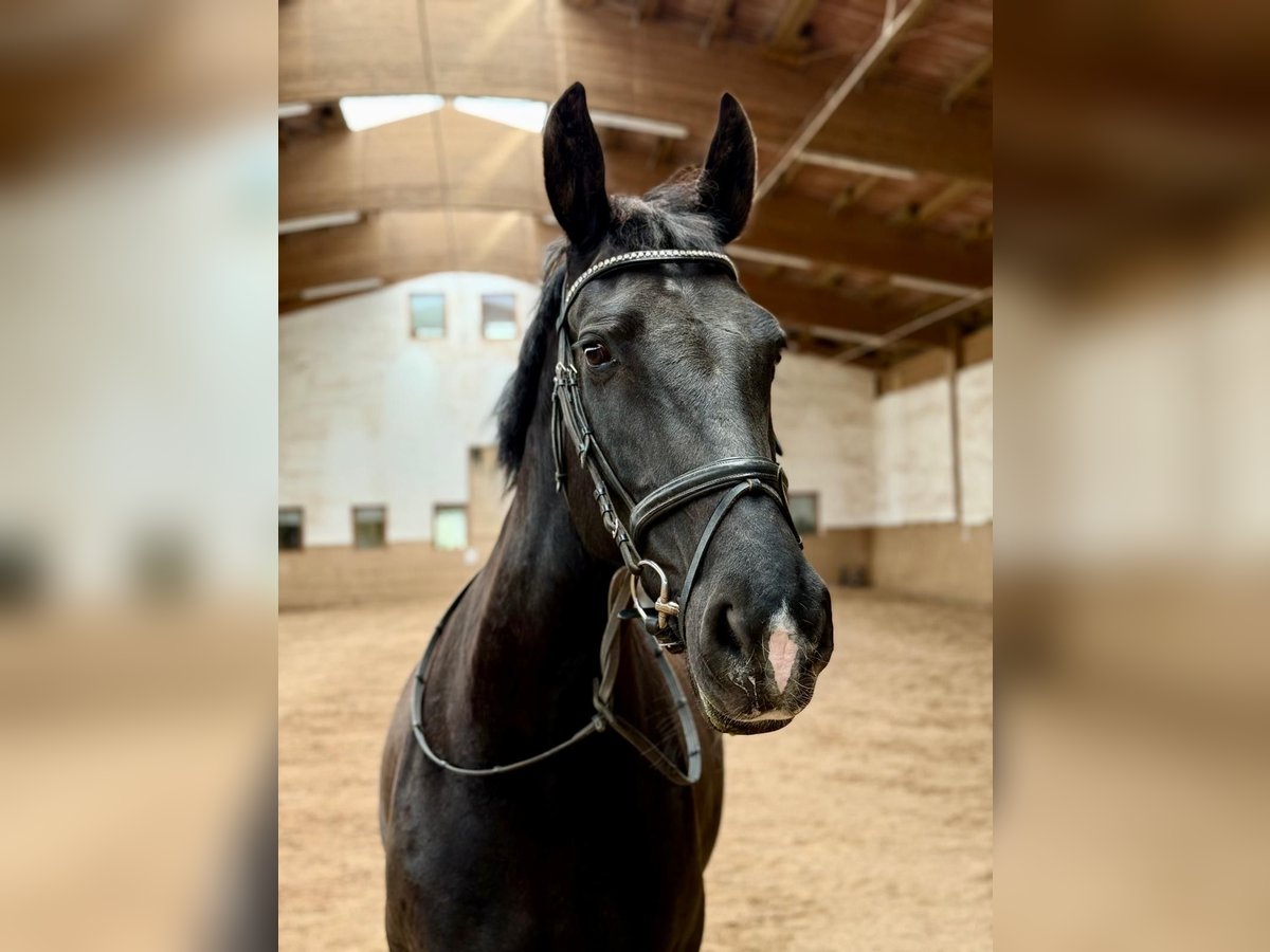 Schweres Warmblut Stute 9 Jahre 168 cm Rappe in Leinburg