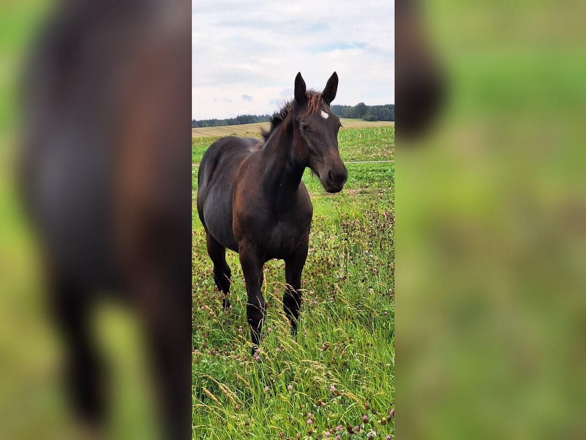 Schweres Warmblut Stute Fohlen (02/2025) 168 cm Dunkelbrauner in GahlenzOederan