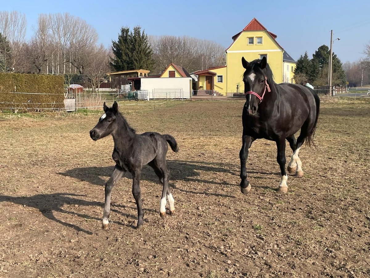 Schweres Warmblut Stute Fohlen (03/2025) Rappe in M&#xFC;geln