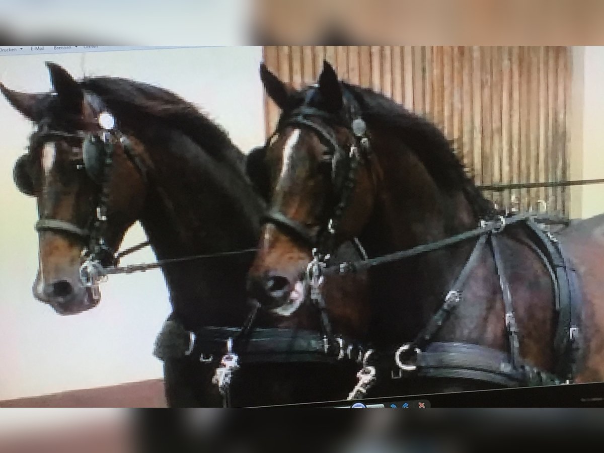 Schweres Warmblut Wałach 18 lat 173 cm Gniada in Idenheim