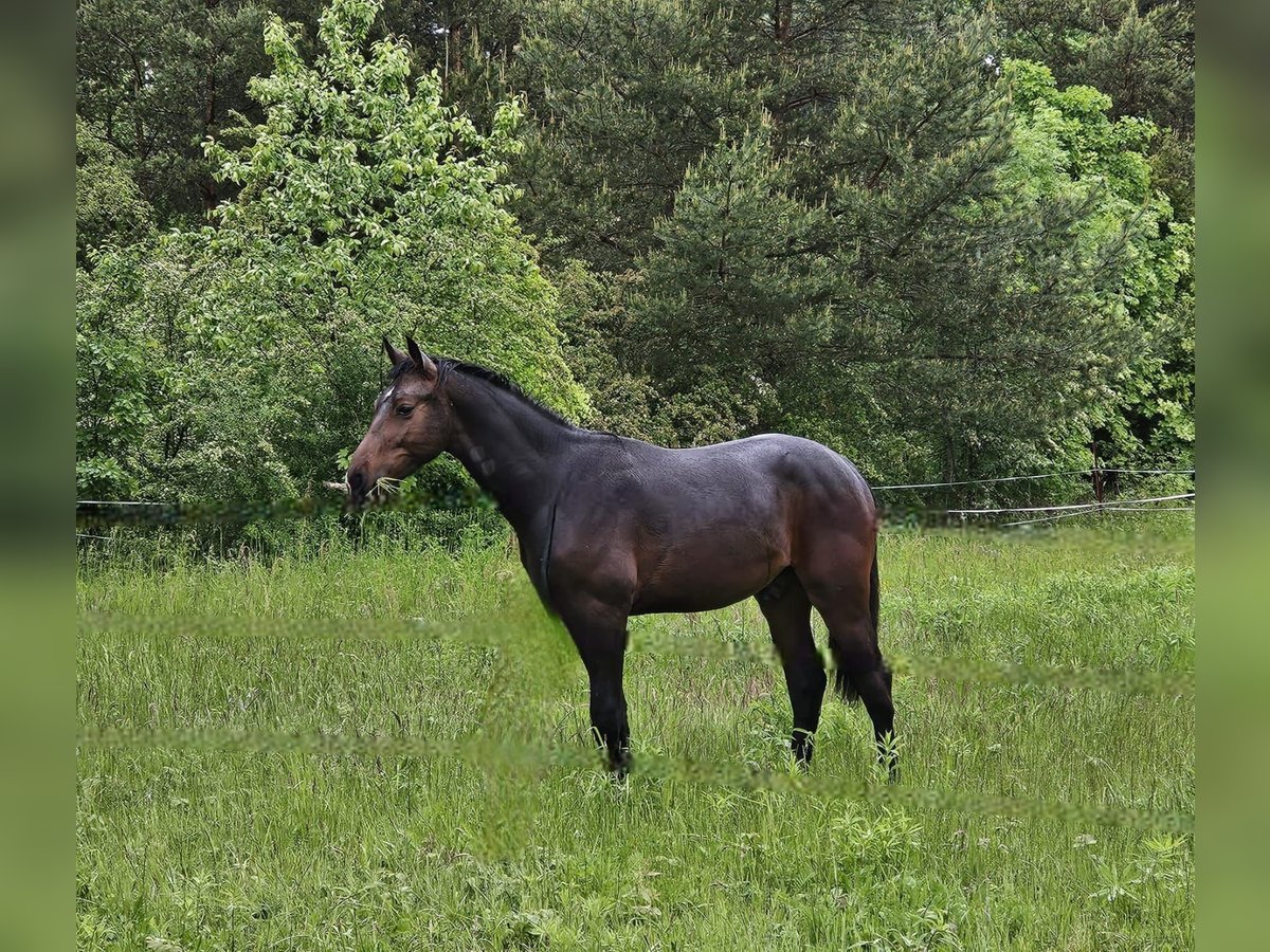 Schweres Warmblut Wałach 1 Rok 168 cm Ciemnogniada in Spremberg