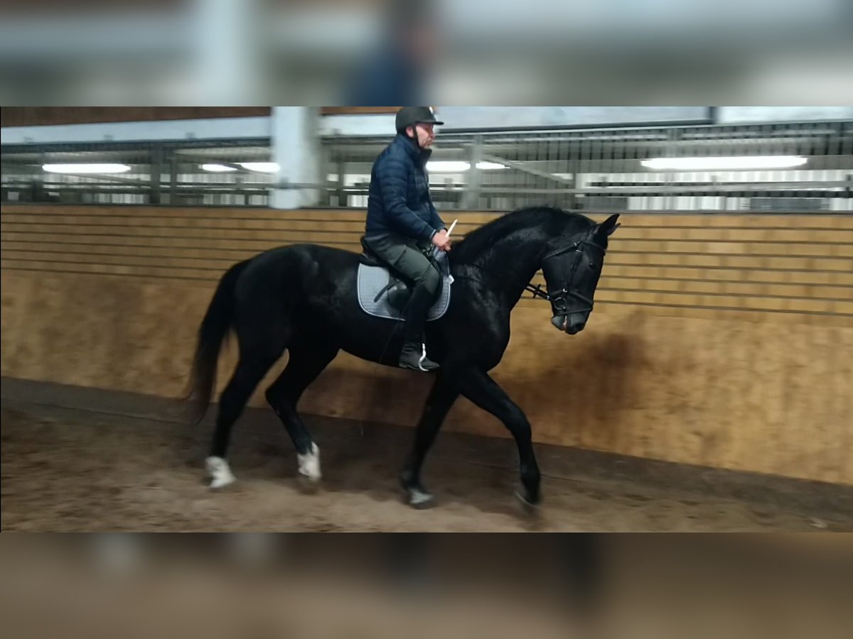 Schweres Warmblut Wałach 3 lat 160 cm Ciemnogniada in Kamenz