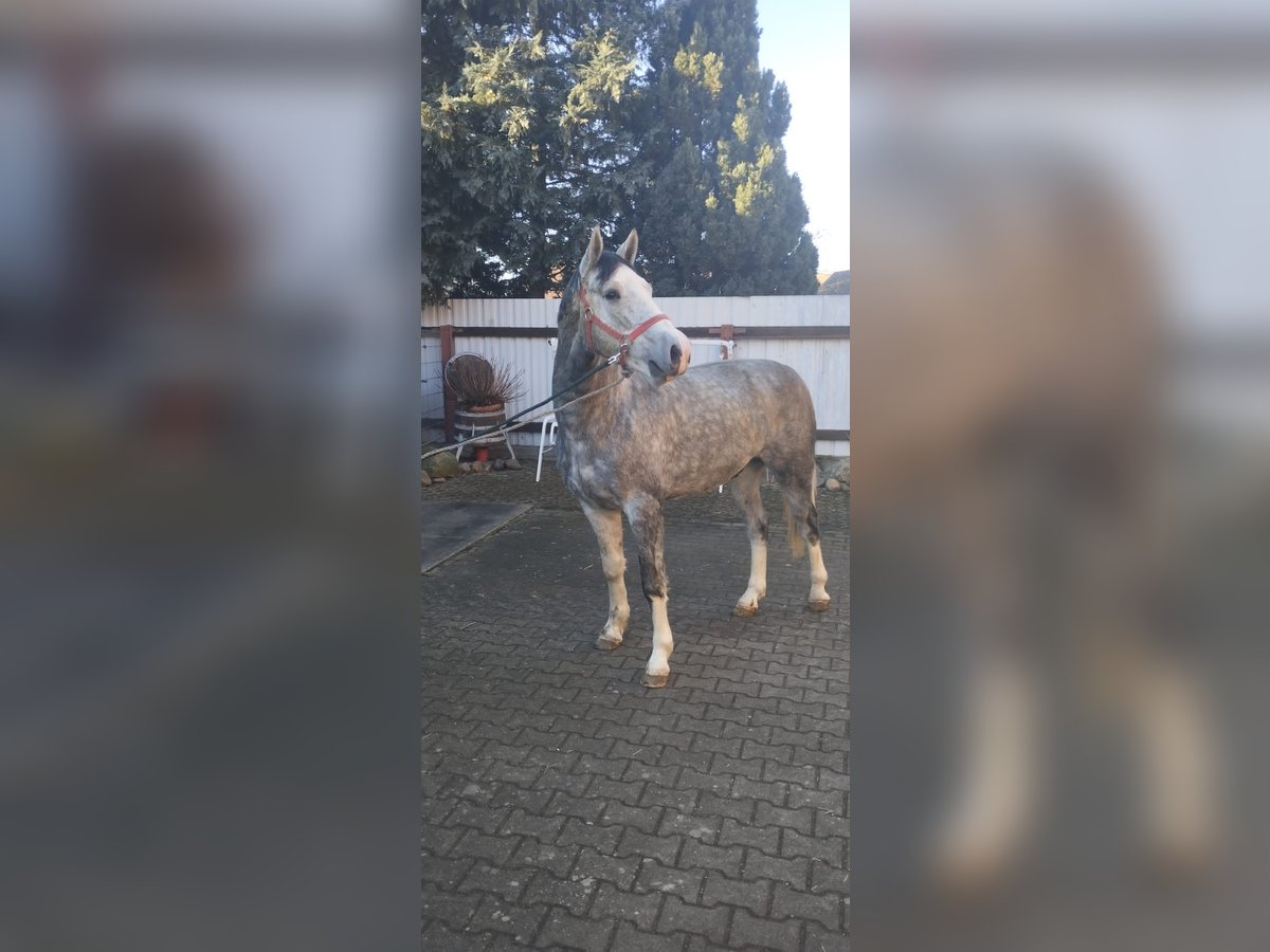Schweres Warmblut Wałach 3 lat 160 cm Siwa jabłkowita in Oranienbaum-W&#xF6;rlitz