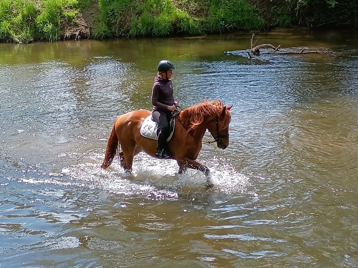 Schweres Warmblut Wałach 3 lat 162 cm Kasztanowata in Leszno Dolne