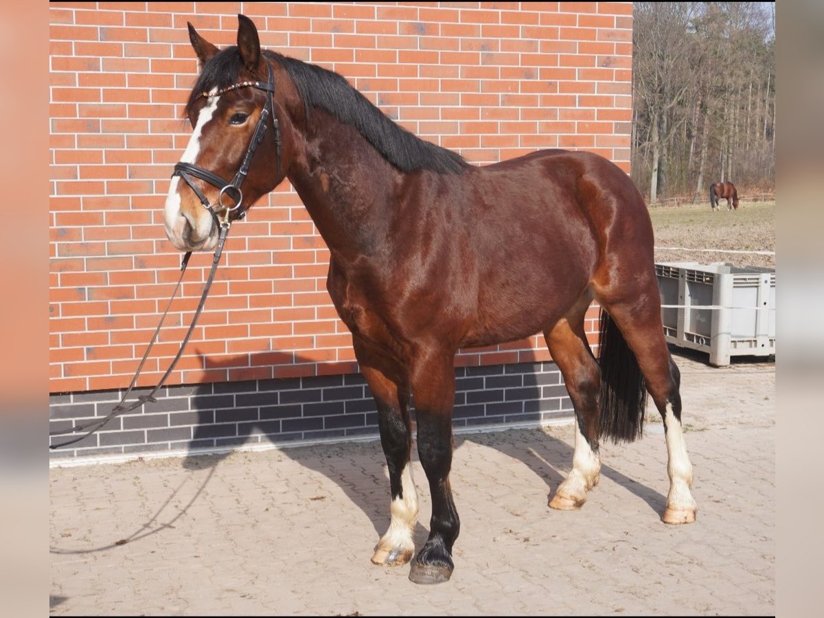 Schweres Warmblut Wałach 3 lat 164 cm Gniada in Hermsdorf