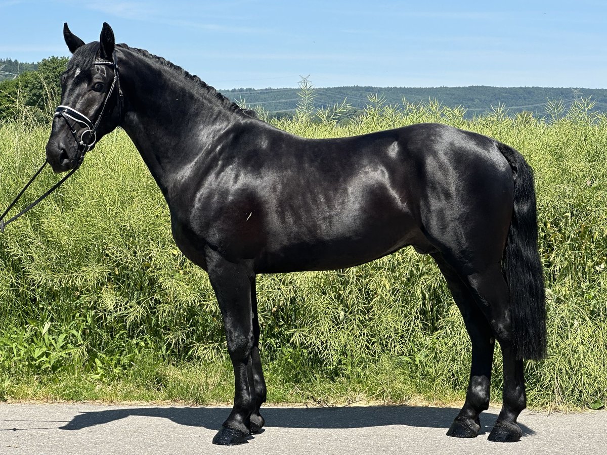 Schweres Warmblut Wałach 3 lat 164 cm Kara in Riedlingen