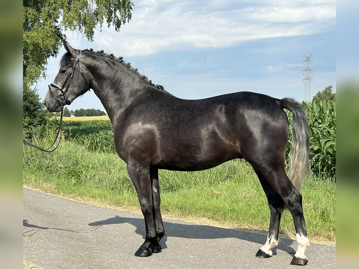 Schweres Warmblut Wałach 3 lat 165 cm Karosiwa in Riedlingen