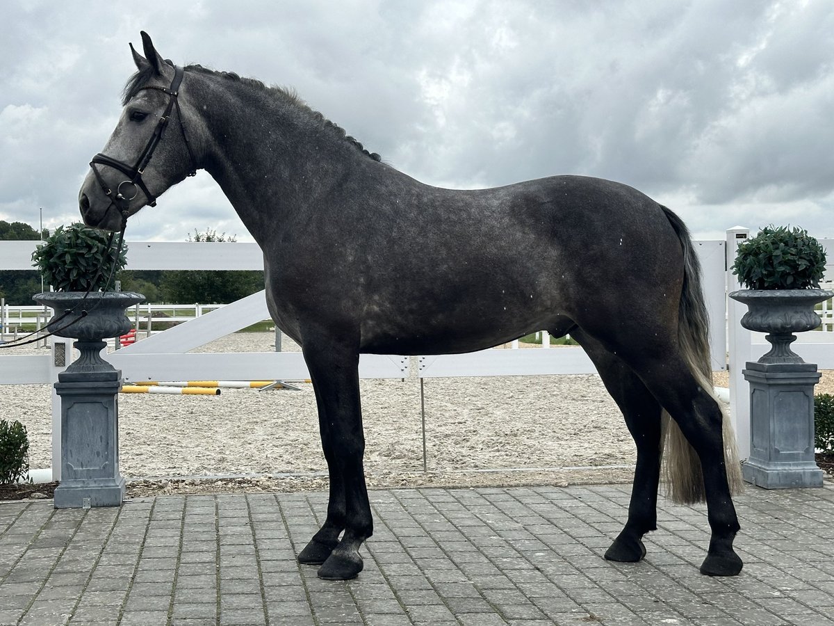 Schweres Warmblut Wałach 3 lat 167 cm Siwa jabłkowita in Riedlingen