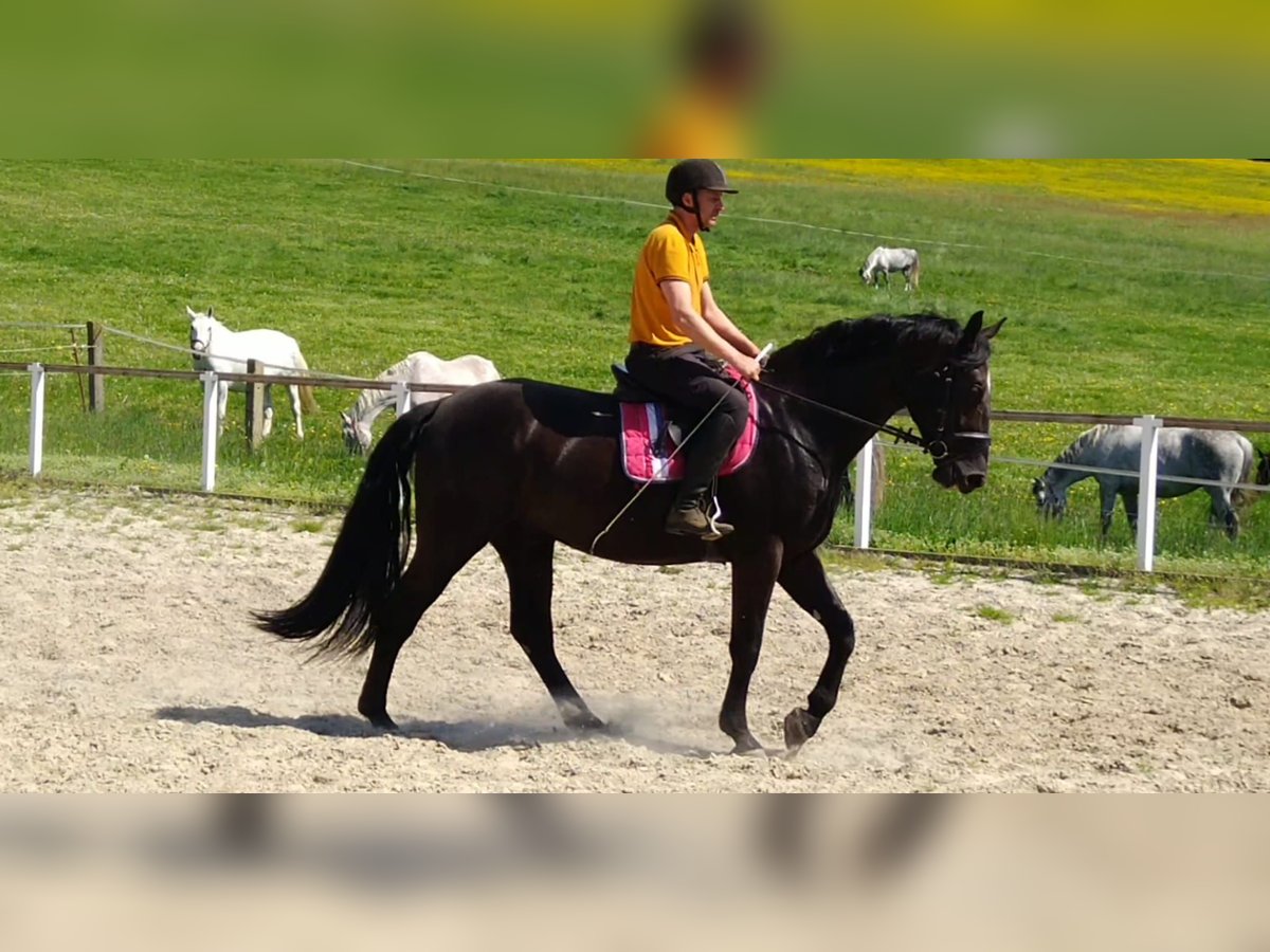 Schweres Warmblut Mix Wałach 3 lat 168 cm Kara in Kamenz