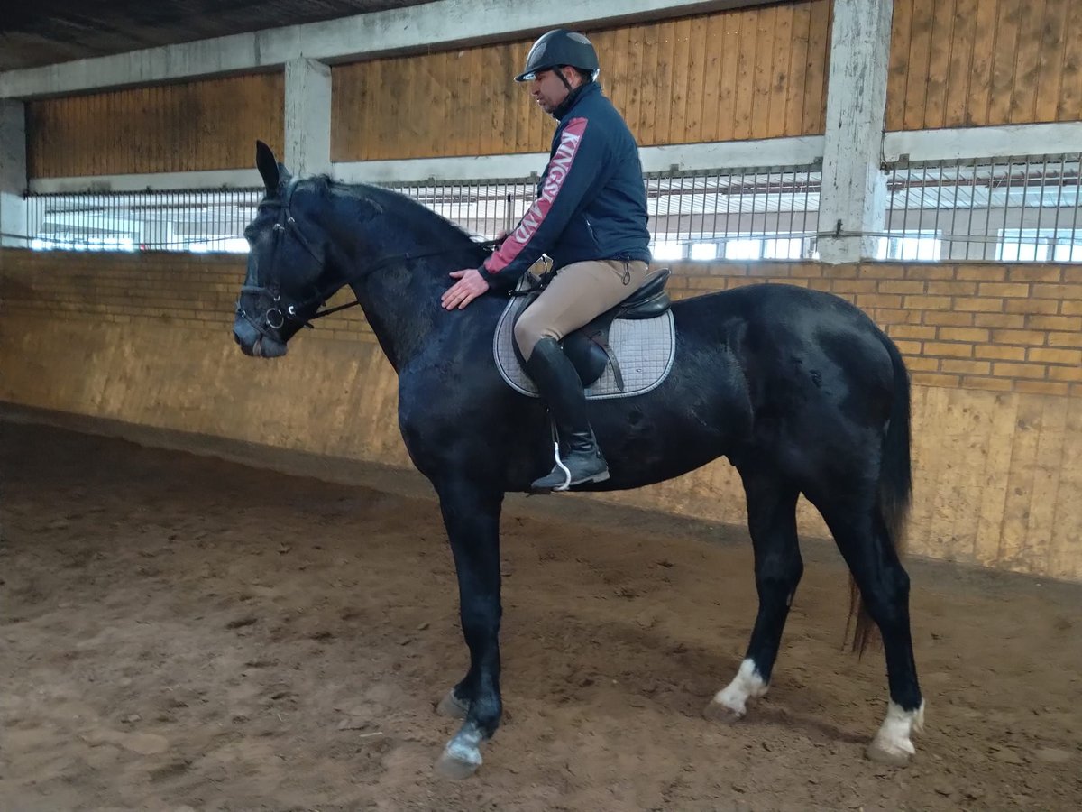 Schweres Warmblut Wałach 3 lat 170 cm Karosiwa in Kamenz