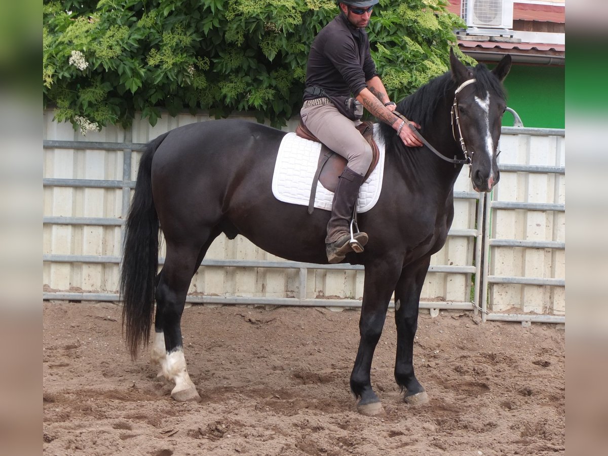Schweres Warmblut Wałach 4 lat 160 cm Kara in Buttstädt