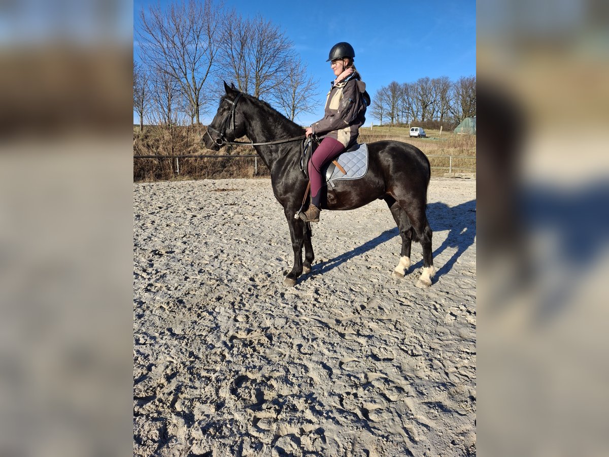 Schweres Warmblut Wałach 4 lat 164 cm Kara in Kamenz