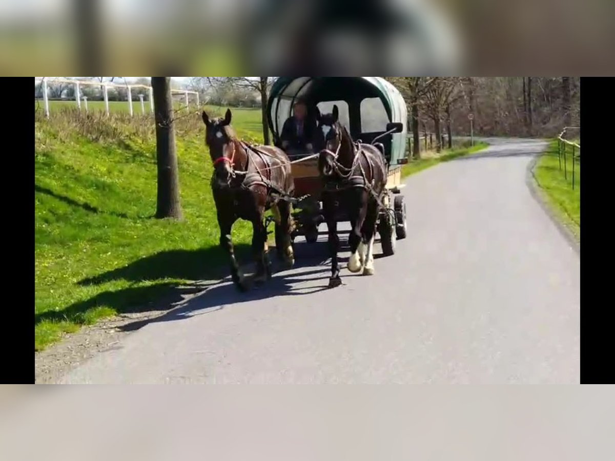 Schweres Warmblut Wałach 4 lat 164 cm Kara in Kamenz