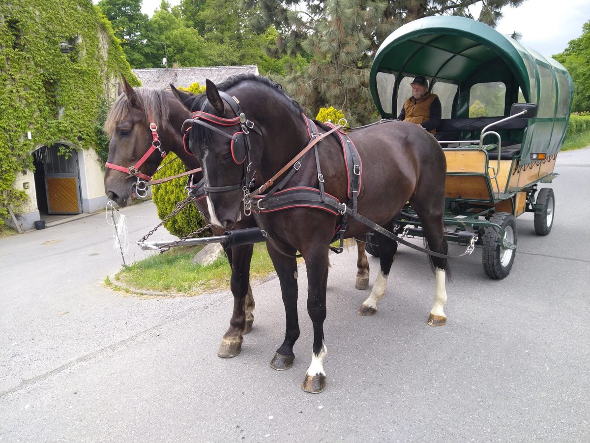 Schweres Warmblut Wałach 4 lat 165 cm Kara in Kamenz