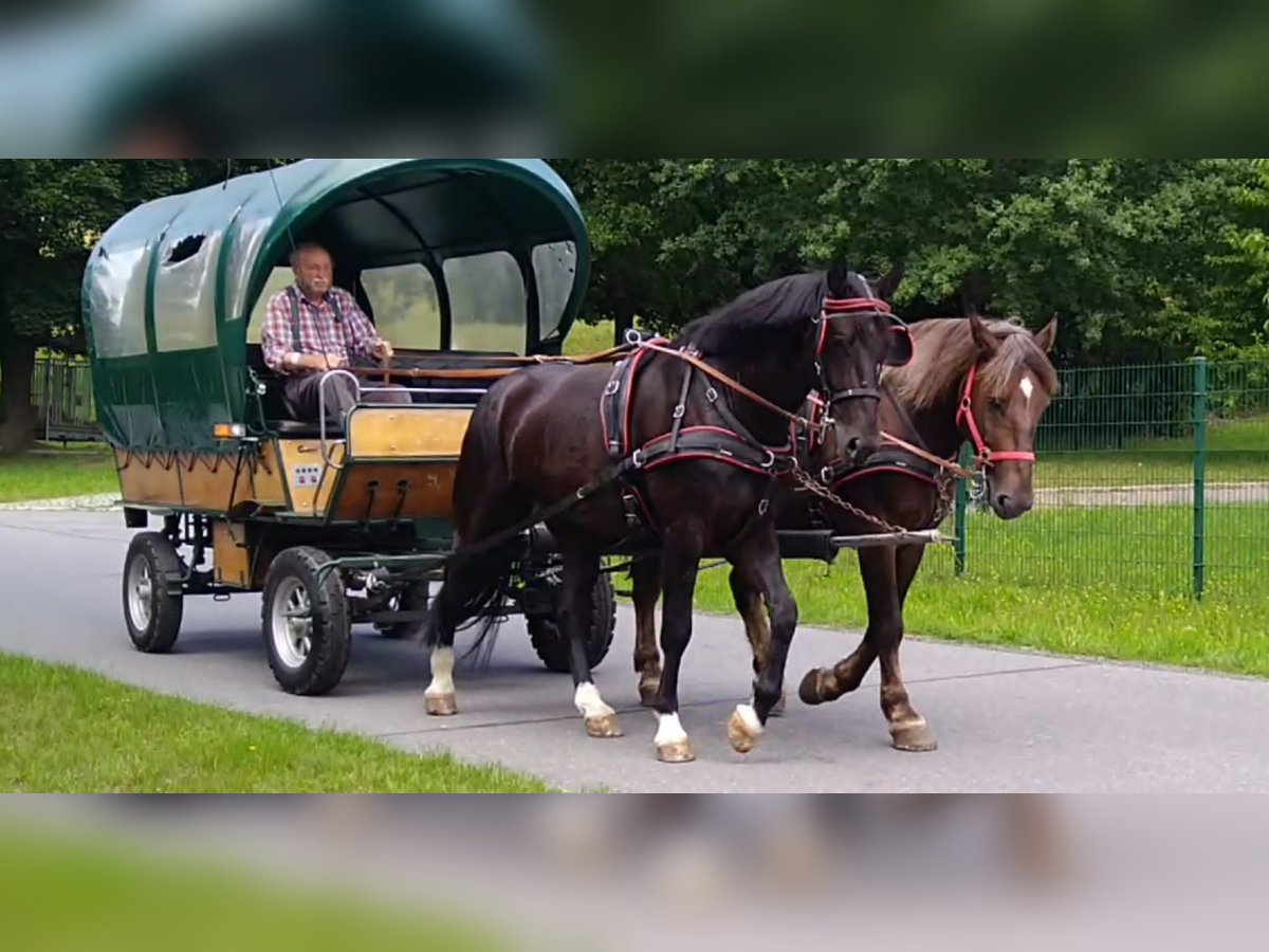 Schweres Warmblut Wałach 4 lat 166 cm Kara in Kamenz