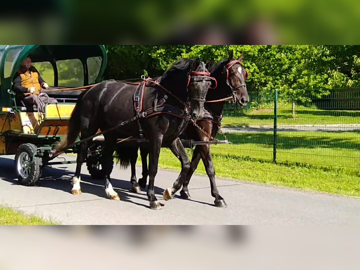 Schweres Warmblut Wałach 4 lat 172 cm Karosiwa in Kamenz
