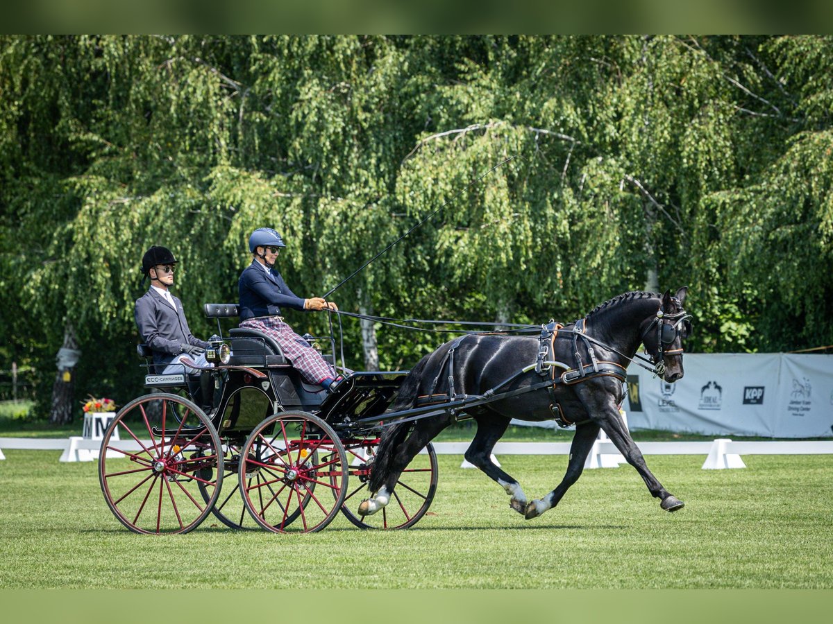 Schweres Warmblut Wałach 5 lat 160 cm Kara in &#x141;&#x105;ck