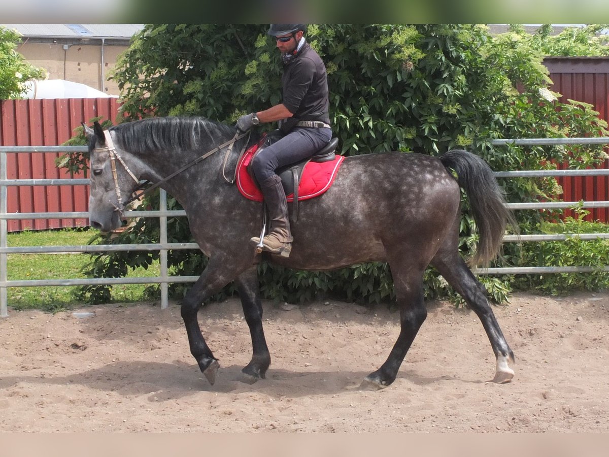 Schweres Warmblut Wałach 5 lat 160 cm Siwa jabłkowita in Buttst&#xE4;dt