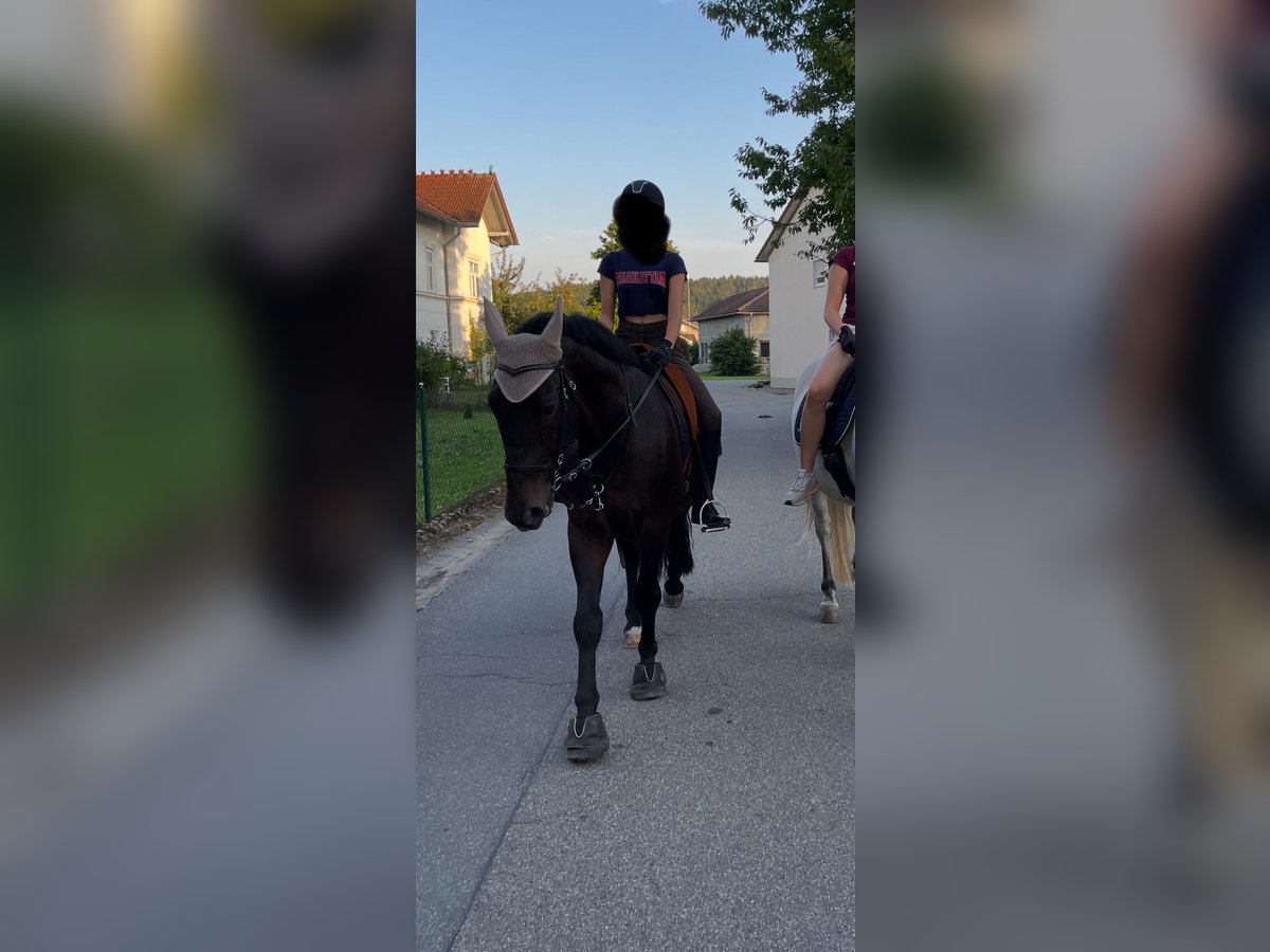 Schweres Warmblut Wałach 8 lat 162 cm Skarogniada in Triftern