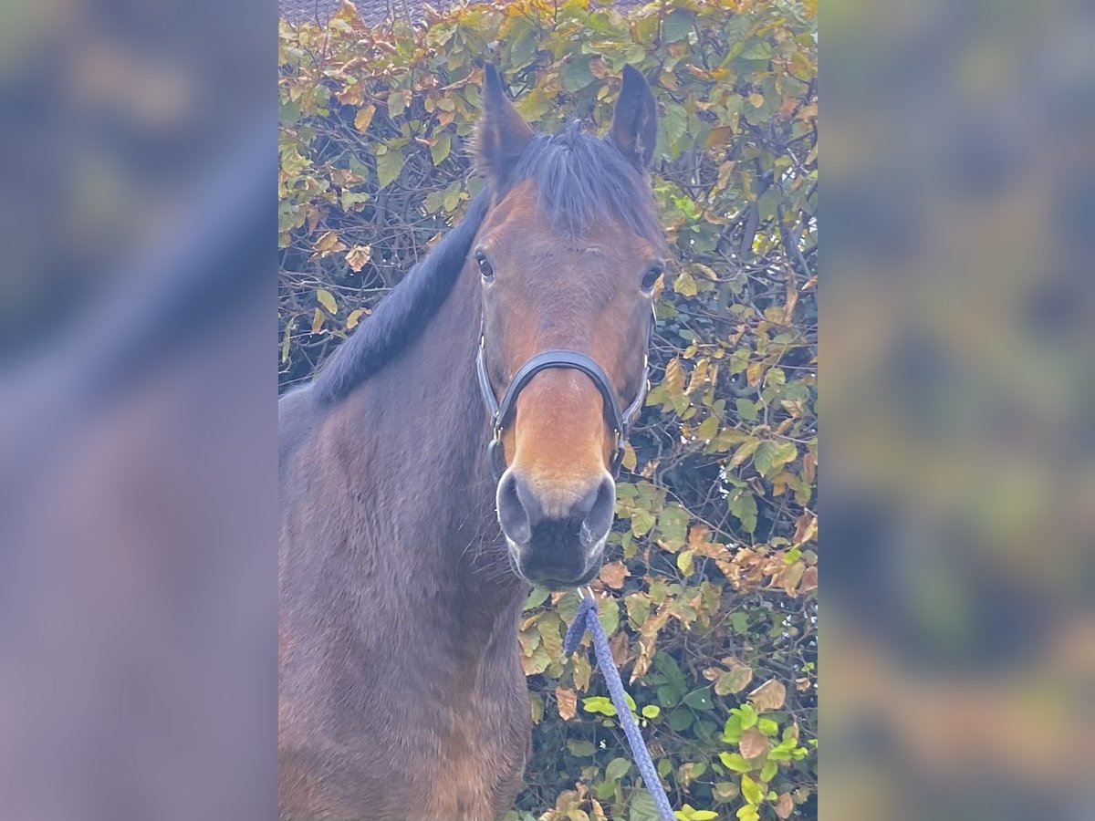 Schweres Warmblut Wałach 11 lat 168 cm Gniada in Elze Esbeck